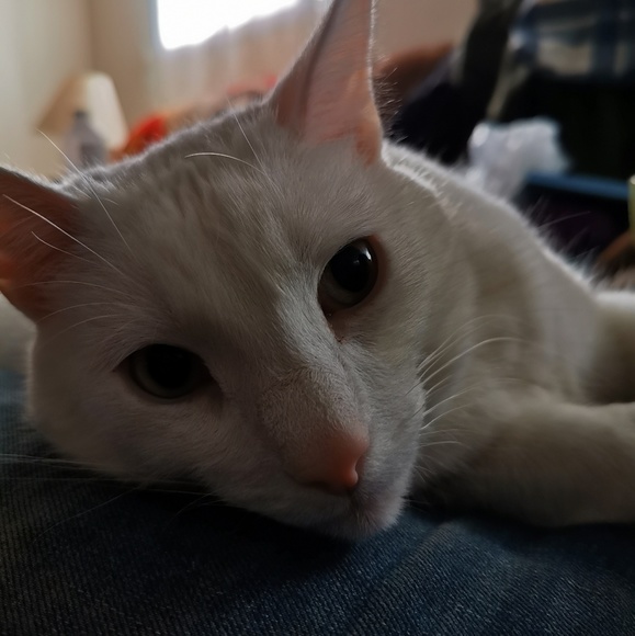 Meet your Posher, Stephanie - Picture 1 of 1